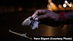 បុរសម្នាក់យកចាបចេញពីដងឈើវែងមួយប៊ៀកនឹងកាវ ដែលប្រើសម្រាប់យកចាបកំពុងដេកចេញពីដើមឈើជិតអាស្រមព្រះអង្គដងកើ។ (រូបផ្តល់ឱ្យដោយលោក Yann Bigant)