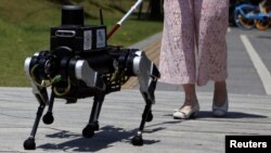 A visually impaired person walks with a six-legged robot "guide dog" during a demonstration of a field test for a Shanghai Jiao Tong University test team, in Shanghai, China June 18, 2024. (REUTERS/Nicoco Chan)
