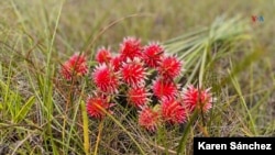 La Flor de Inírida nace únicamente en el departamento de Guiainía, al oriente de Colombia, en territorio amazónico indígena
