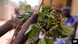 Hauwa Bwami, a 50-year-old widow and mother of five, who nearly lost her grand son to kwashiokor, shows an orange-fleshed sweet potato, leafs in Kaltungo Poshereng Nigeria, Sunday, June 2, 2024. (AP Photo/Sunday Alamba)