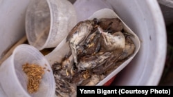 ចាបចង្រ្កង់ ចាបស្រុក និង ចាបស្មៅ ងាប់ត្រូវបានដាក់នៅក្នុងប្រអប់ជ័រមួយជិតទ្រុង ចាបដាក់លក់សម្រាប់ការបន់ស្រន់នៅក្រុងភ្នំពេញ។ (រូបផ្តល់ឱ្យដោយលោក Yann Bigant)