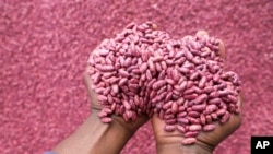 ཁེ་ཎི་ཡའི་Kenya ནང་གནམ་གཤིས་ལ་དཔག་པའི་ཁོ་ཧྥེའི་རིགས་གསར་པ་ཞིག་འདེབས་འཛུགས་ལེགས་འགྲུབ་བྱུང་བ།