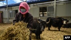 བོད་དང་ཞིན་ཅང་ལ་ངལ་རྩོལ་བཙན་སྐུལ་བྱེད་ཤུགས་ཆེ་རུ་སོང་།