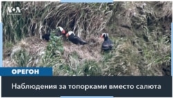 В Орегоне фейерверк заменили вечеринкой наблюдения за морскими птицами 