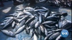 Angola: Pescadores acusam China de pesca ilegal