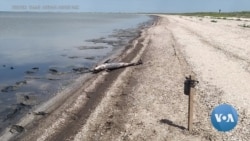 Scientists Blame Russia’s War on Ukraine for Sharp Rise of Dolphins Deaths