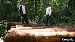 Los bosques de la Amazonía representan dos tercios de todos los bosques tropicales del planeta y el 56 % de las selvas tropicales del mundo. [Fotografía: Cortesía de Iván Brehaut]