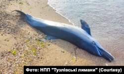Тіло загиблого дельфіна на березі Чорного моря