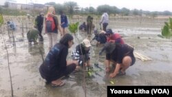 Kegiatan menanam bibit pohon bakau yang dilakukan di pantai Dupa, Kelurahan Layana, Kota Palu, Sulawesi Tengah, Kamis (28 September 2023) (Foto: VOA/Yoanes Litha)