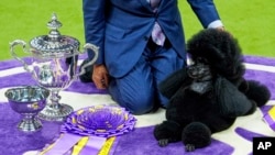Sage, a miniature poodle, poses for photos after winning best in show at the 148th Westminster Kennel Club dog show Tuesday, May 14, 2024, at the USTA Billie Jean King National Tennis Center in New York. (AP Photo/Julia Nikhinson)