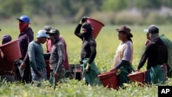 Trabajadores agrícolas, considerados trabajadores esenciales bajo la pandemia de COVID-19, cosechan frijoles en Homestead, Florida el 12 de mayo de 2020.