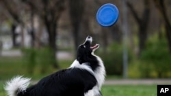 Houdini, a border collie plays with his frisbee at the City Park in Budapest, Hungary, on March 27, 2024. A new study in Hungary has found that dogs can learn to associate words with specific objects beyond being able to learn how to perform commands. (AP Photo/Denes Erdos)
