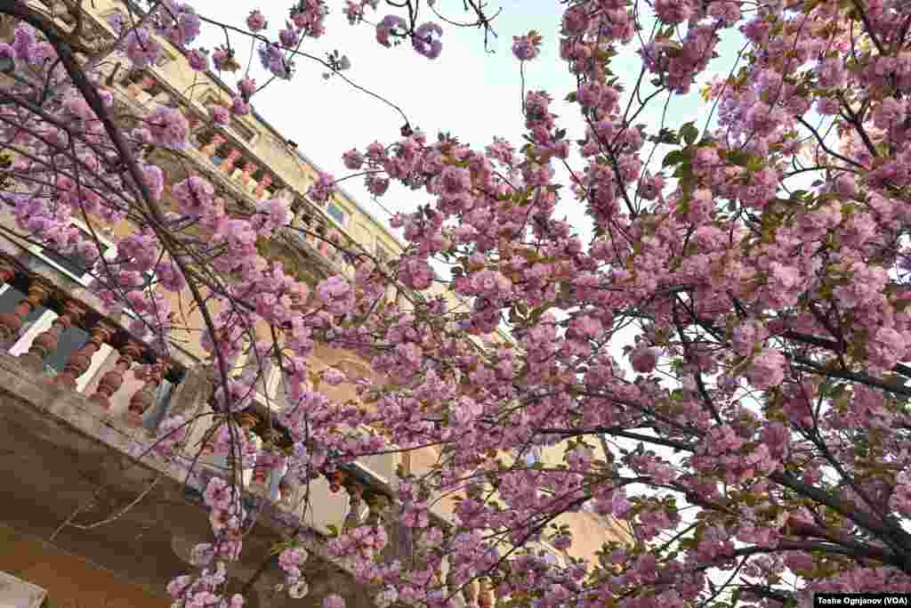 Cherry blossom in Skopje, North Macedonia, 04.04.2024