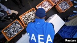 An expert from the International Atomic Energy Agency (IAEA) observes the inshore fish as the sample at Hisanohama Port, Thursday, Oct. 19, 2023, in Iwaki, northeastern Japan. (Eugene Hoshiko/Pool via REUTERS)