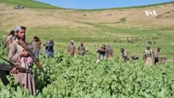 دهقانان بدخشان خواستار جبران خسارت برای تخریب کشتزارهای کوکنارشان شدند 