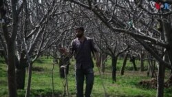 بھارت کے زیرِ انتظام کشمیر میں ریلوے لائن بچھانے سے کسان پریشان کیوں؟