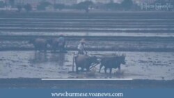 နယ်စပ်ကုန်သွယ်ရေးမတည်ငြိမ်မှုအတွက် မြန်မာတောင်သူတွေစိုးရိမ်