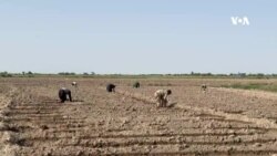 د بې کیفیته تخمونو له امله له تاوان سره مخ کېږو – د بلخ کروندګر