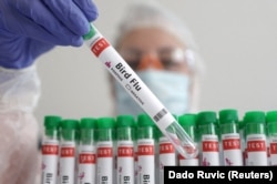 FILE - A person holds a test tube labelled "Bird Flu", in this picture illustration, January 14, 2023. (REUTERS/Dado Ruvic/Illustration/File Photo)