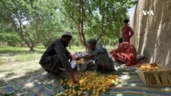 په بلخ کې سږ کال د زردلو حاصلات را کم شوي دي – ځايي کروندګر
