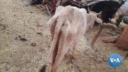 “በጉጂ የተከሰተዉ ድርቅ አሁንም ትኩረት ይሻል” - ተመድ