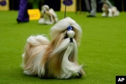 Comet, a Shih Tzu, competes in breed group judging at the 148th Westminster Kennel Club Dog show, Monday, May 13, 2024, at the USTA Billie Jean King National Tennis Center in New York. (AP Photo/Julia Nikhinson)