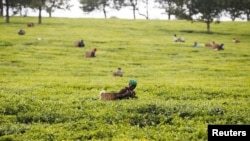 Shamba la majani chai Kenya