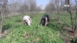  د وچکالۍ له امله مو حاصلات زیانمن شوي دي - په کندهار کې د سبزیو کروندګر