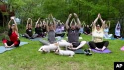 Piglets interact with yoga class participants, Friday, May 17, 2024, in Spencer, Mass. (AP Photo)
