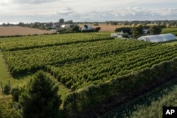 The Öresund Bridge that connects Denmark and Sweden is visible in the background of a vineyard in Klagshamn, Sweden, July 24, 2023.