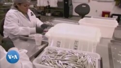 Présidentielle américaine de 2024 : la posture des candidats sur la légalisation du cannabis 