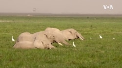 Očuvanje slonova pomaže u borbi protiv klimatskih promena u Africi 