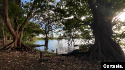 La Amazonía es esencial para la regulación climática global, actuando como un "pulmón" al absorber grandes cantidades de dióxido de carbono. [Fotografía: Cortesía de Iván Brehaut]