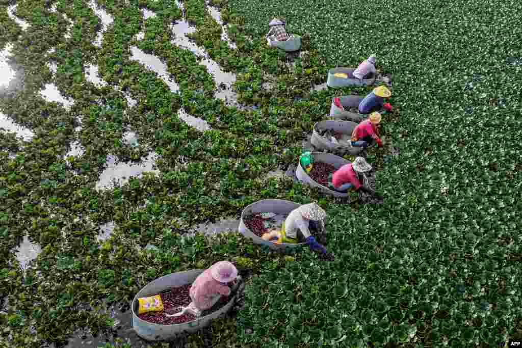 Farmers harvest water chestnuts in a pond in Huaian, in eastern China's Jiangsu province.