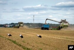 FILE - Storks walk in front of harvesters in a wheat field in the village of Zghurivka, Ukraine, on Aug. 9, 2022. (AP Photo/Efrem Lukatsky, File)