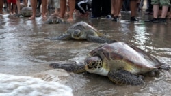 Autoridades no Namibe querem punições mais severas para crimes ambientais - 2:00