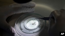 Un técnico de laboratorio de la biofábrica de la Fundación Oswaldo Cruz analiza mosquitos que fueron recolectados de áreas al aire libre, en Río de Janeiro, Brasil, el martes 27 de febrero de 2024.