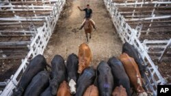 資料照：阿根廷牛仔在最大的牛市Mercado de Liniers驅趕牛群。 （2020年3月9日）