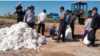 Turkmaniston paxta yetishtirish bo'yicha dunyoda 10-o'rinda (Foto: Turkmen News) 