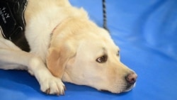 “Ліберті заходить, люди посміхаються”: як собака працює на праймеріз. Відео