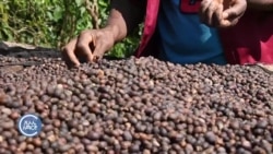 ለውጭ ገበያ ላቀረቡት ቡና ክፍያ አለማግኘታቸውን ነጋዴዎች ገለጹ