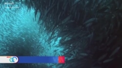 La economía azul y el cambio climático