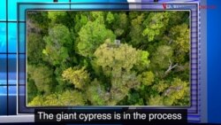 ពាក្យក្នុងសារព័ត៌មាន៖ Adapt