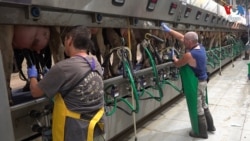 ក្រុម Brothers in Arms ដែលតវ៉ាប្រឆាំងរដ្ឋាភិបាលអ៊ីស្រាអែល ស្ម័គ្រចិត្តជួយកសិដ្ឋានក្នុងពេលសង្រ្គាម