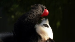 Панди з Вашингтона повертаються у Китай. Чому? Відео