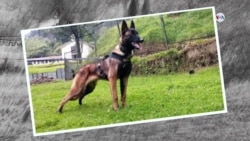 Con honores esperan recibir a Wilson en la unidad canina donde fue entrenado para encontrar los niños perdidos en la selva 