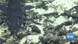 US Proposal for Remote Pacific Marine Sanctuary Draws Mixed Response