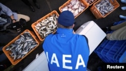 国际原子能机构一个由来自中国、韩国、和加拿大科学家组成的团队在日本福岛县南部的磐城市久之滨港检验打捞上来的海产品样品。（2023年10月19日）