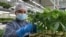  La ley colombiana prohíbe vender marihuana aunque permite cultivar hasta 20 plantas y llevar hasta 20 gramos para uso personal. [Foto: Sergio Leon/Pixammo]