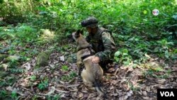 Unos 70 militares trabajan sin descanso en la selva amazónica colombiana entre los departamentos sureños de Caquetá y Guaviare para encontrar con vida a Wilson. [Foto: Johan Reyes, VOA]. 